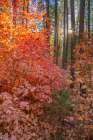 USA, New Mexico, Manzano Mountains. Sunlight on autumn maple and pine tree. Art Print